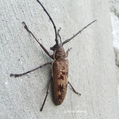 Batocera gerstaeckerii