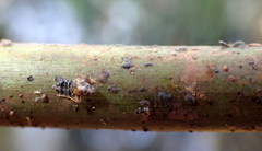 Tarophagus colocasiae