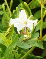 Alypiodes bimaculata