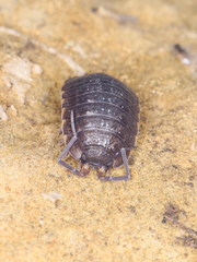 Porcellio monticola