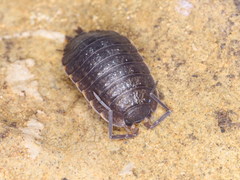 Porcellio monticola