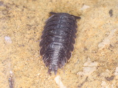 Porcellio monticola
