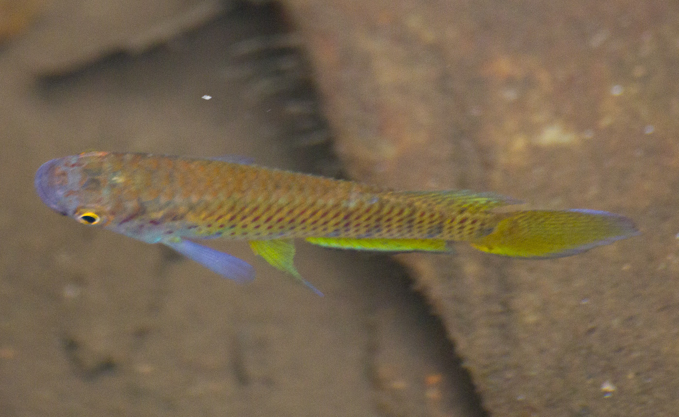 Epiplatys togolensis