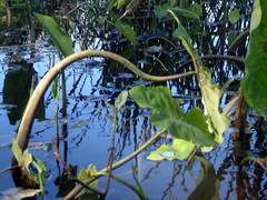 Tarophagus colocasiae