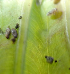 Tarophagus colocasiae