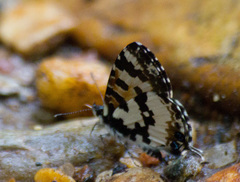 Uranothauma falkensteinii