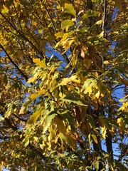 Quercus castaneifolia