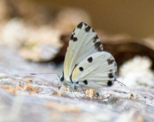 Pied Blue