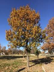 Quercus castaneifolia