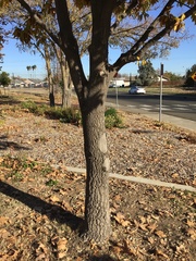 Quercus castaneifolia