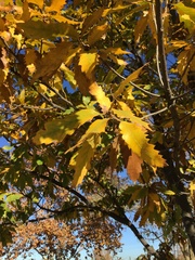 Quercus castaneifolia