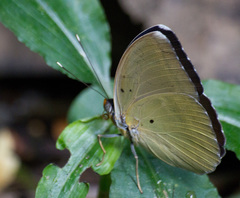 Euphaedra harpalyce harpalyce