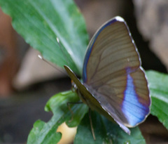 Euphaedra harpalyce harpalyce