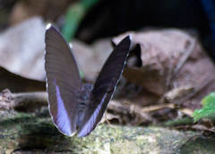 Euphaedra harpalyce harpalyce