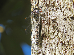 Austroaeschna tasmanica