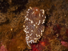 Facelina auriculata