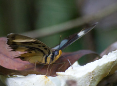 Euphaedra ceres ceres