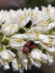 Arthrobrachus nigromaculatus