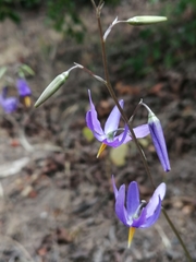 Conanthera bifolia
