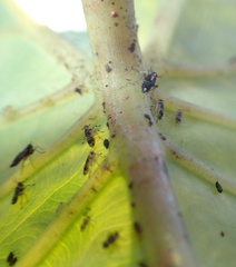 Tarophagus colocasiae