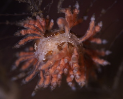Eubranchus vittatus