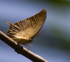 Charaxes