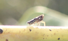 Tarophagus colocasiae