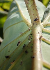 Tarophagus colocasiae