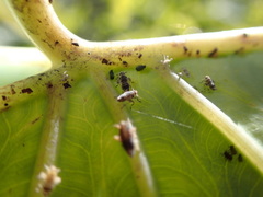 Tarophagus colocasiae