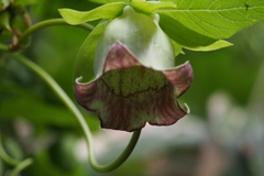 Codonopsis lanceolata