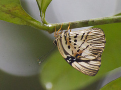 Hewitsonia intermedia