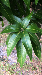 Mangifera indica