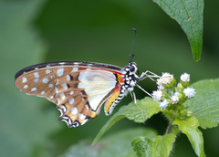 Graphium angolanus
