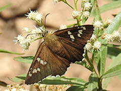 Apyrrothrix araxes