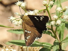 Apyrrothrix araxes
