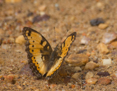 Precis octavia octavia