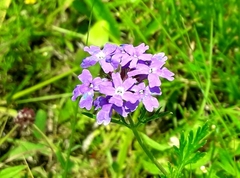 Glandularia santiaguensis