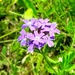 Glandularia santiaguensis - Photo 由 josebv 所上傳的 (c) josebv，保留部份權利CC BY-NC