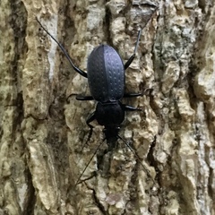 Carabus vinctus