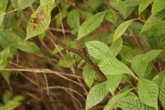 Triacanthagyna trifida