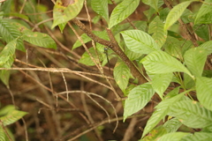 Triacanthagyna trifida