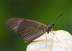 Acraea lycoa