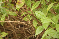 Triacanthagyna trifida