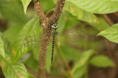 Triacanthagyna trifida