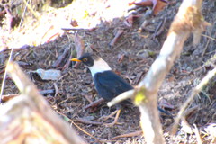 Turdus albocinctus