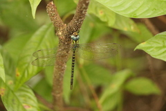 Triacanthagyna trifida