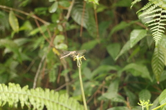 Erythrodiplax umbrata