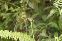 Erythrodiplax umbrata