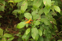 Dryas iulia