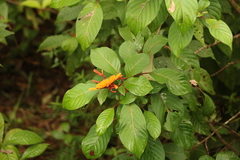 Dryas iulia